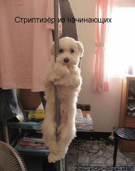 Стриптизёр из начинающих... Котоматрица: Стриптизёр из начинающих