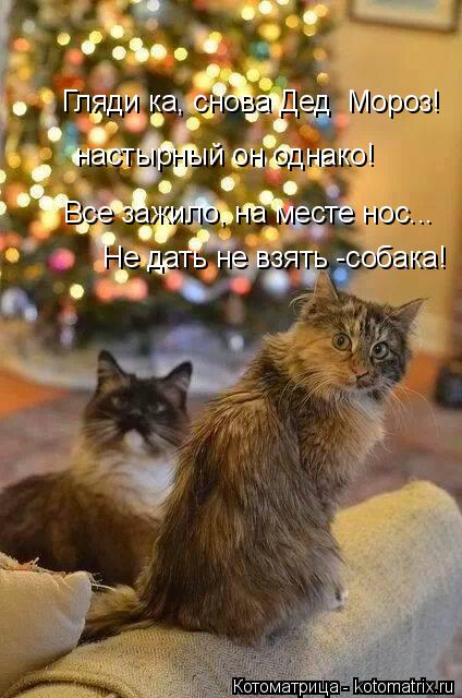 Гляди ка, снова Дед Мороз! настырный он однако! Все зажило, на месте нос... Не дать не взять -собака... Котоматрица: Гляди ка, снова Дед Мороз! настырный он однако! Все зажило, на месте нос... Не дать не взять -собака!