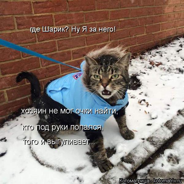 Котоматрица: где Шарик? Ну Я за него! хозяин не мог очки найти, кто под руки попался, того и выгуливает...