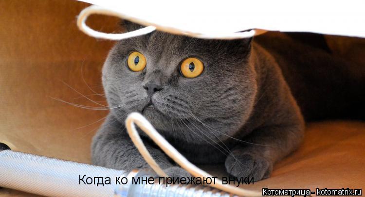 Когда ко мне приежают внуки... Котоматрица: Когда ко мне приежают внуки