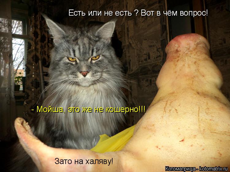 Есть или не есть ? Вот в чём вопрос! - Мойша, это же не кошерно!!! Зато на халяву!... Котоматрица: Есть или не есть ? Вот в чём вопрос! - Мойша, это же не кошерно!!! Зато на халяву!