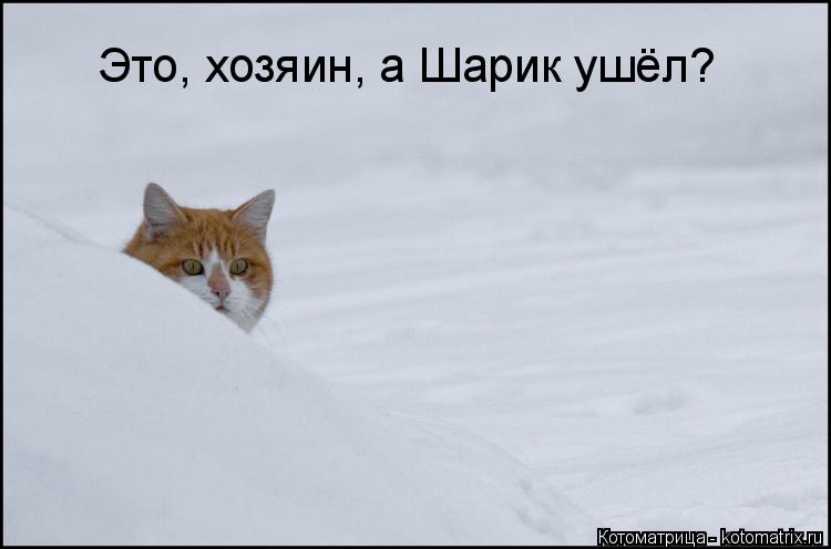 Это, хозяин, а Шарик ушёл?... Котоматрица: Это, хозяин, а Шарик ушёл?