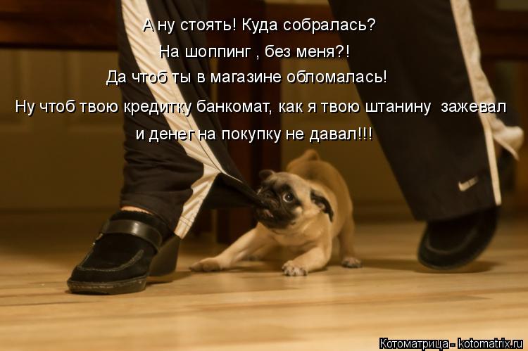 Котоматрица: А ну стоять! Куда собралась? На шоппинг , без меня?!                                                                                                                                                                Да 