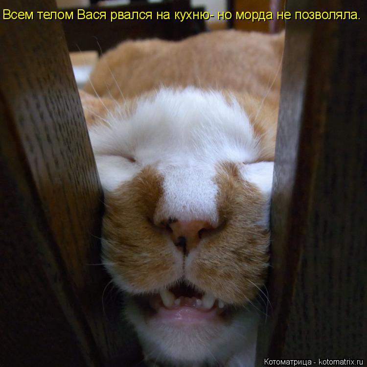 Котоматрица: Всем телом Вася рвался на кухню- но морда не позволяла.