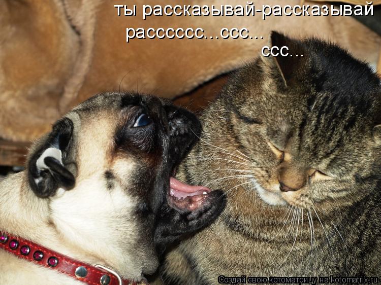 Котоматрица: ты рассказывай-рассказывай рассcccc...ccc... ccc...