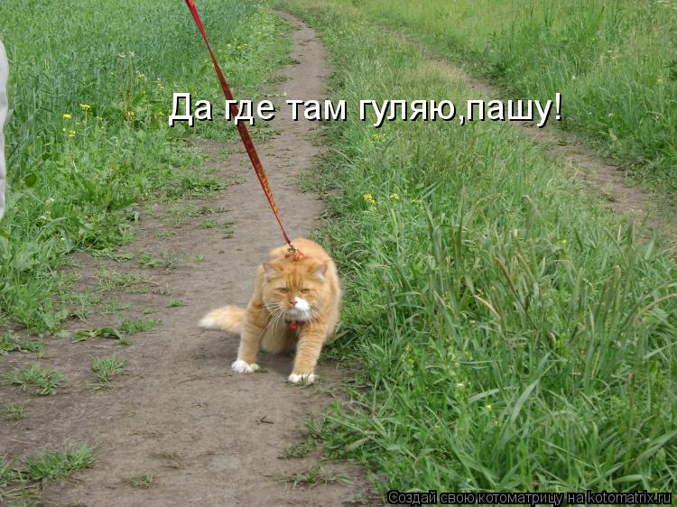 Котоматрица: Да где там гуляю,пашу!