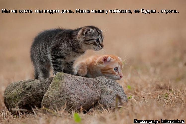 Котоматрица: Мы на охоте, мы видим дичь. Мама мышку поймала, её будем...стричь.