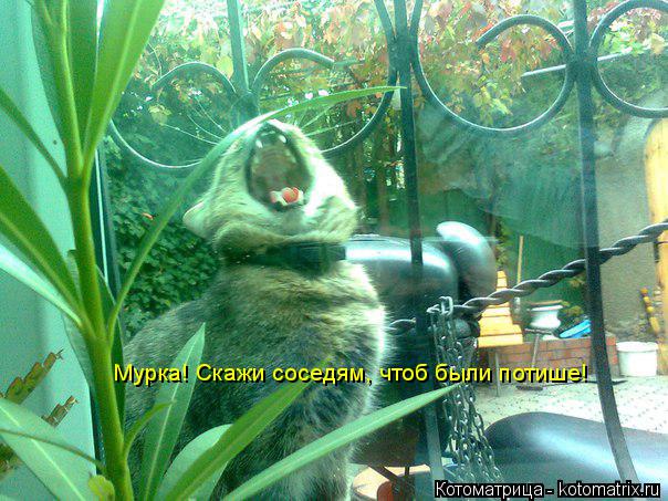 Котоматрица: Мурка! Скажи соседям, чтоб были потише!