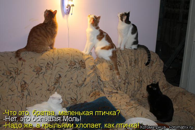 Котоматрица: -Что это, братва, маленькая птичка? -Нет, это большая Моль! -Надо же, а крыльями хлопает, как птичка!