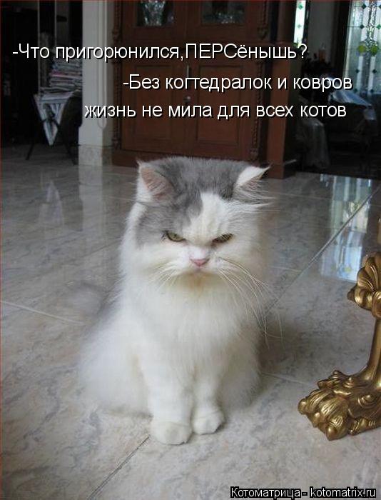 -Без когтедралок и ковров жизнь не мила для всех котов -Что пригорюнился,ПЕРСёнышь?... Котоматрица: -Без когтедралок и ковров жизнь не мила для всех котов -Что пригорюнился,ПЕРСёнышь?