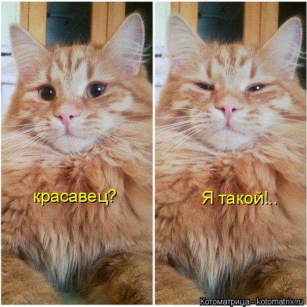 Котоматрица: красавец? Я такой!..