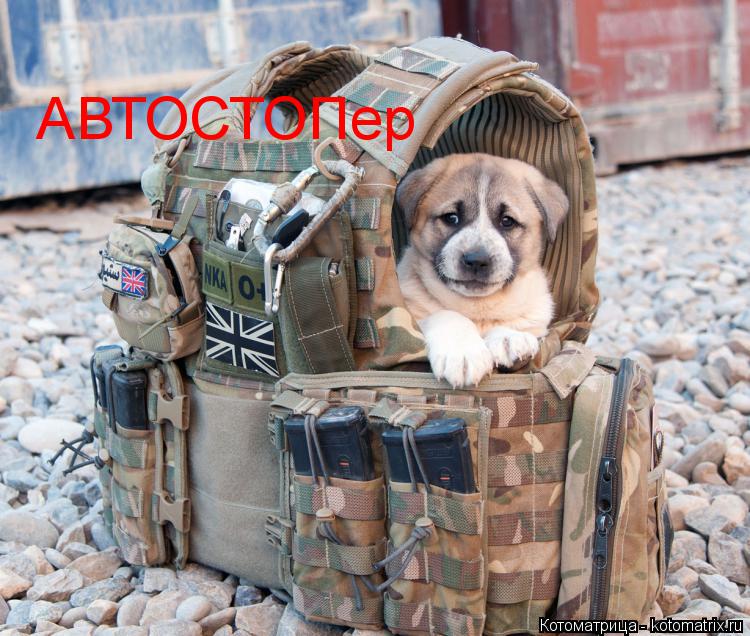 Котоматрица: АВТОСТОПер