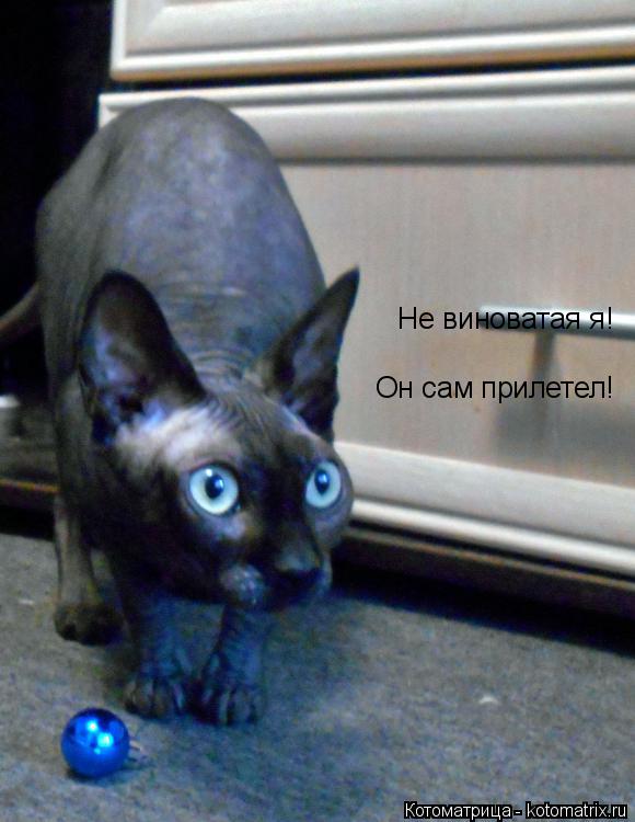 Не виноватая я! Он сам прилетел!... Котоматрица: Не виноватая я! Он сам прилетел!