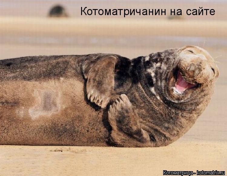 Котоматричанин на сайте... Котоматрица: Котоматричанин на сайте