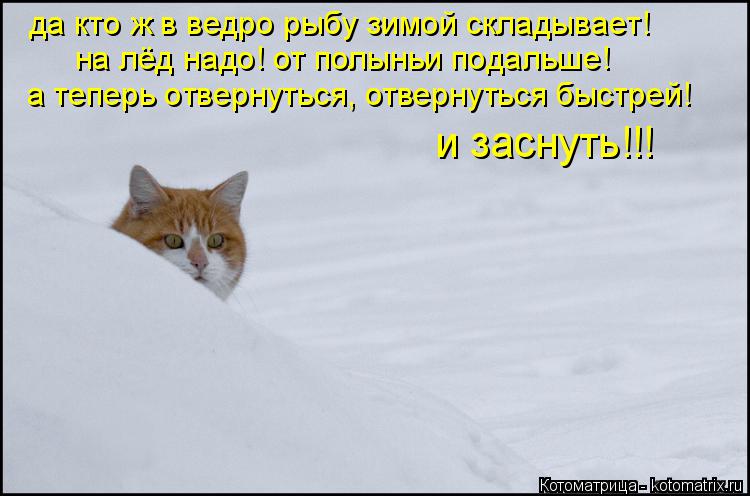 да кто ж в ведро рыбу зимой складывает! на лёд надо! от полыньи подальше! а теперь отвернуться, отве... Котоматрица: да кто ж в ведро рыбу зимой складывает! на лёд надо! от полыньи подальше! а теперь отвернуться, отвернуться быстрей! и заснуть!!!