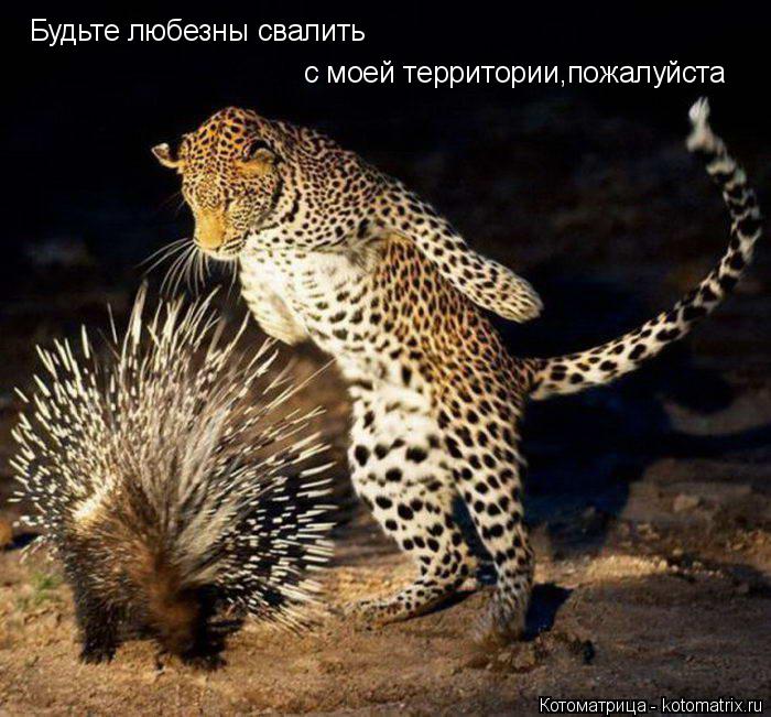 Будьте любезны свалить с моей территории,пожалуйста... Котоматрица: Будьте любезны свалить с моей территории,пожалуйста
