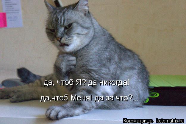 Котоматрица: да, чтоб Я? да никогда! да,чтоб Меня! да за что?...