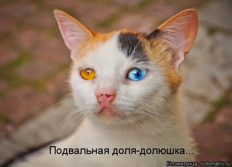 Подвальная доля-долюшка...... Котоматрица: Подвальная доля-долюшка...
