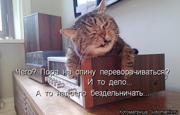 Чего? Пора на спину переворачиваться? И то дело... А то надоело бездельничать...... Котоматрица: Чего? Пора на спину переворачиваться? И то дело... А то надоело бездельничать...