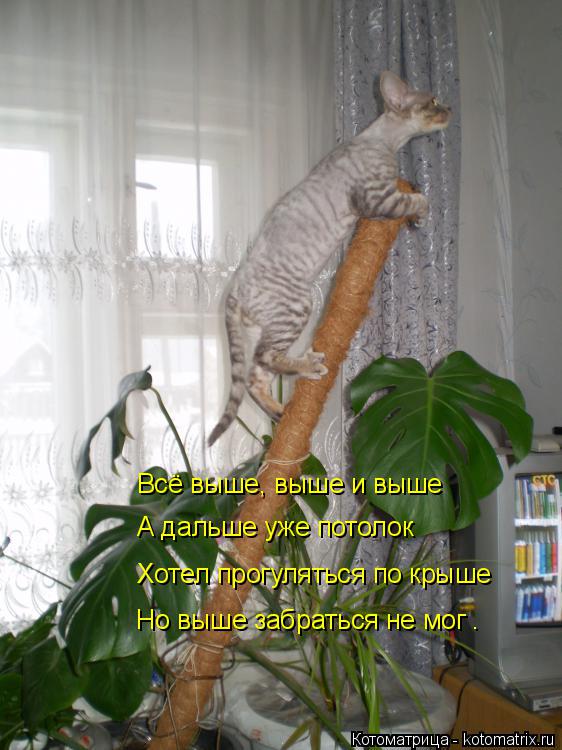 Всё выше, выше и выше А дальше уже потолок Хотел прогуляться по крыше Но выше забраться не мог .... Котоматрица: Всё выше, выше и выше А дальше уже потолок Хотел прогуляться по крыше Но выше забраться не мог .