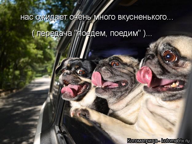 нас ожидает очень много вкусненького... ( передача "поедем, поедим" )...... Котоматрица: нас ожидает очень много вкусненького... ( передача "поедем, поедим" )...
