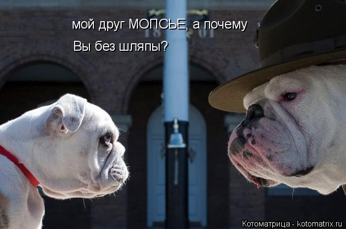 Котоматрица: мой друг МОПСЬЕ, а почему  Вы без шляпы?