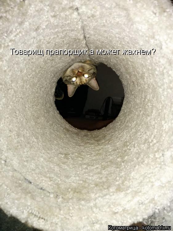 Котоматрица: Товарищ прапорщик,а может жахнем?