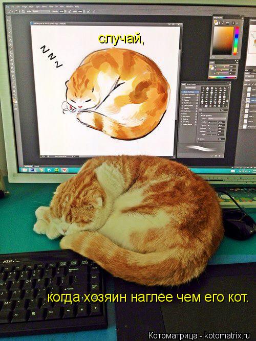 случай, когда хозяин наглее чем его кот.... Котоматрица: случай, когда хозяин наглее чем его кот.