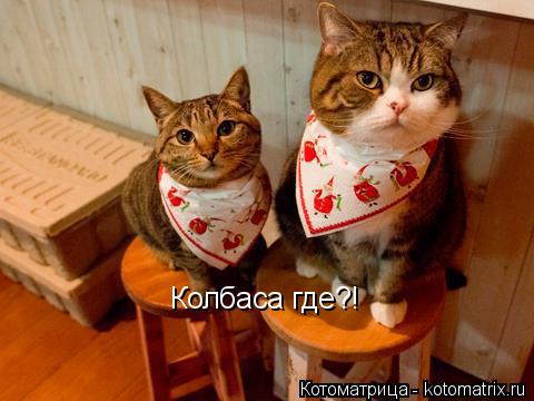 Колбаса где?!... Котоматрица: Колбаса где?!