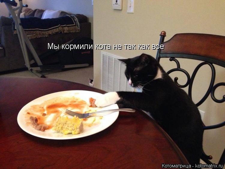 Мы кормили кота не так как все... Котоматрица: Мы кормили кота не так как все