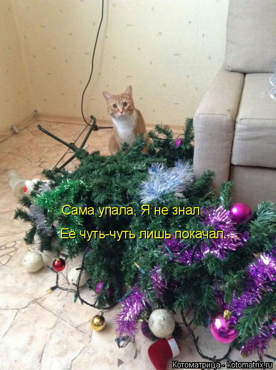 Котоматрица: Сама упала, Я не знал Её чуть-чуть лишь покачал...