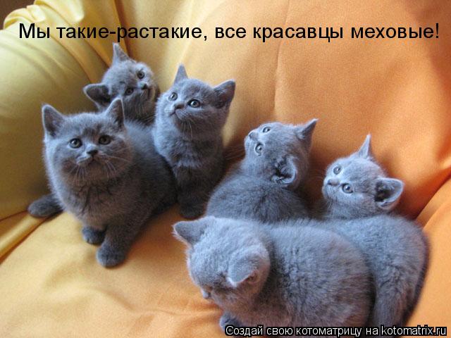 Мы такие-растакие, все красавцы меховые!... Котоматрица: Мы такие-растакие, все красавцы меховые!