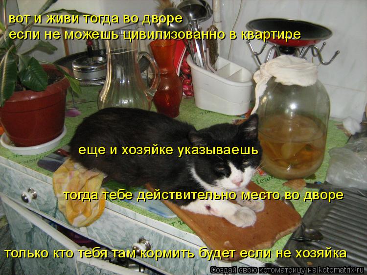 Котоматрица: вот и живи тогда во дворе если не можешь цивилизованно в квартире еще и хозяйке указываешь тогда тебе действительно место во дворе только к