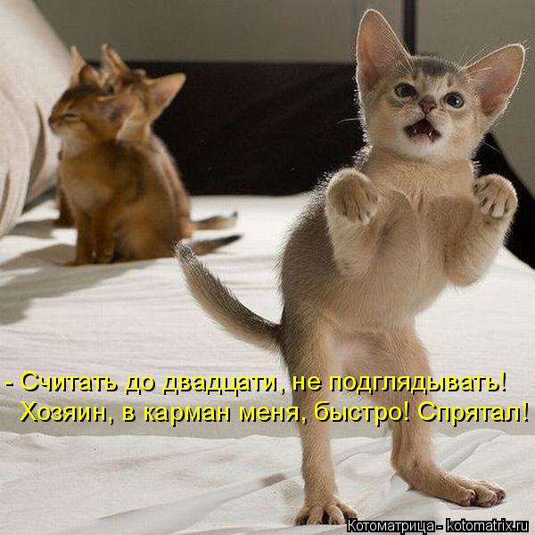 Котоматрица: - Считать до двадцати, не подглядывать! Хозяин, в карман меня, быстро! Спрятал!