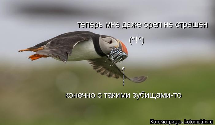 Котоматрица: теперь мне даже орел не страшен ^ ----- конечно с такими зубищами-то (^!^)