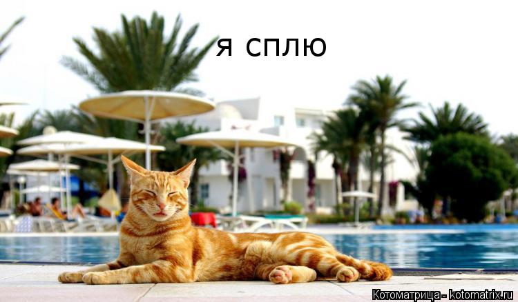 я сплю... Котоматрица: я сплю