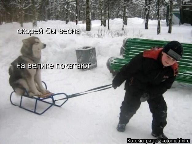 скорей-бы весна на велике покатают... Котоматрица: скорей-бы весна на велике покатают