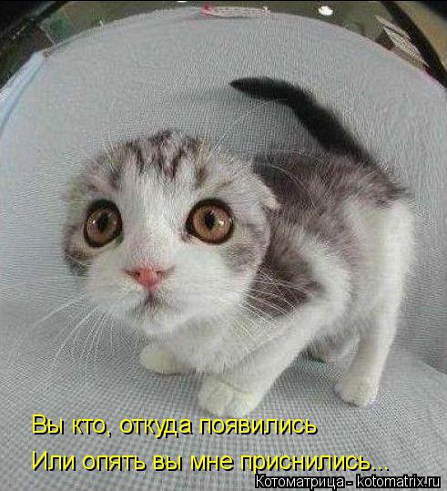 Котоматрица: Вы кто, откуда появились Или опять вы мне приснились...