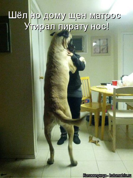 Котоматрица: Шёл но дому щен матрос  Шёл но дому щен матрос  Утирал пирату нос!