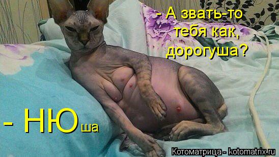 Котоматрица: - А звать-то тебя как, дорогуша? - НЮ ша