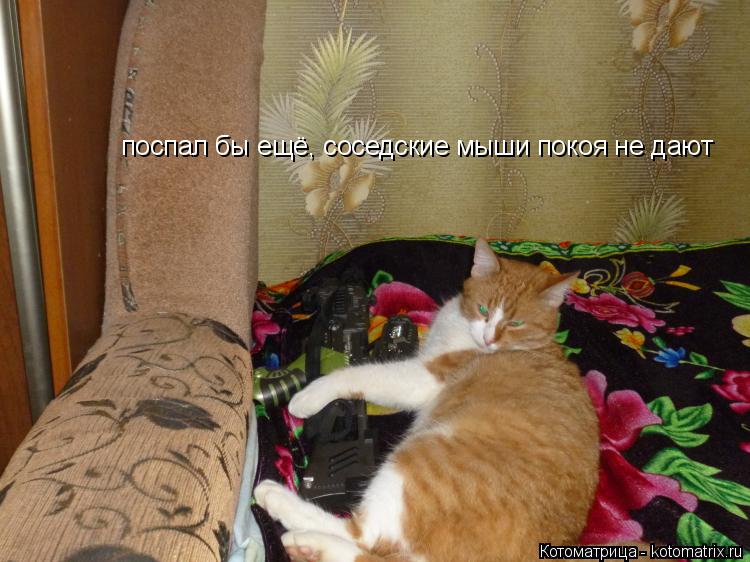 поспал бы ещё, соседские мыши покоя не дают... Котоматрица: поспал бы ещё, соседские мыши покоя не дают