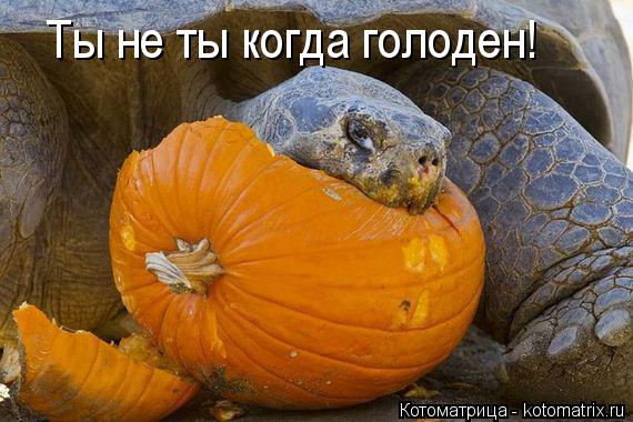 Котоматрица: Ты не ты когда голоден!