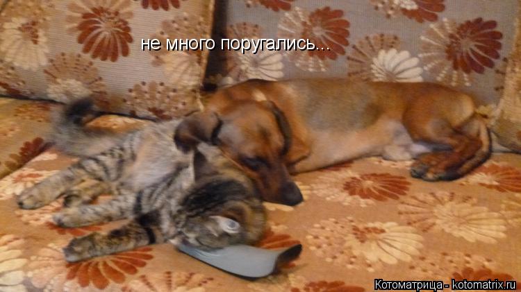 не много поругались...... Котоматрица: не много поругались...