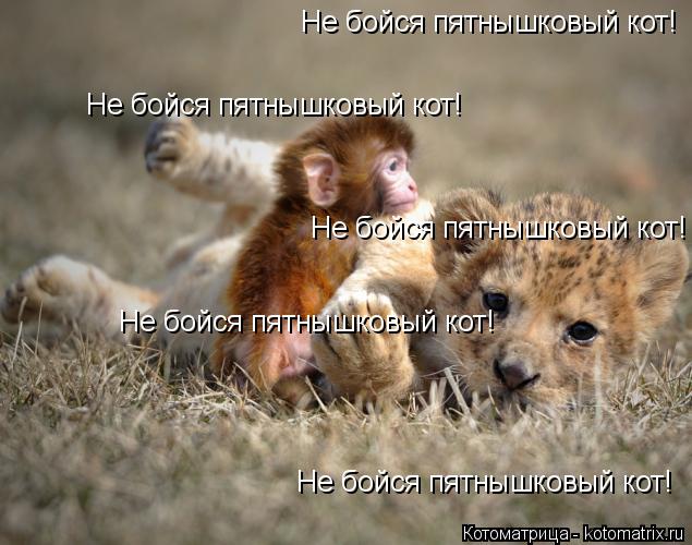 Котоматрица: Не бойся пятнышковый кот! Не бойся пятнышковый кот! Не бойся пятнышковый кот! Не бойся пятнышковый кот! Не бойся пятнышковый кот!