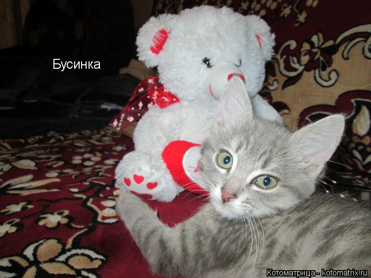 Бусинка... Котоматрица: Бусинка