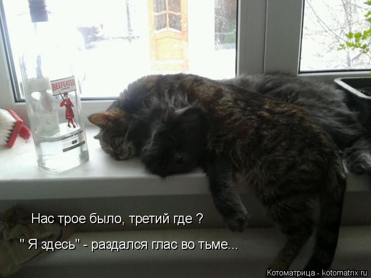 Котоматрица: Нас трое было, третий где ? " Я здесь" - раздался глас во тьме...