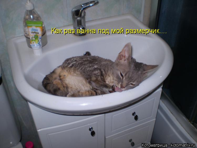 Котоматрица: Как раз ванна под мой размерчик....
