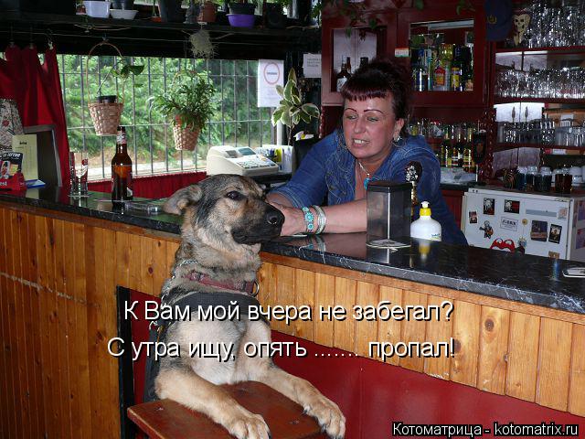 Котоматрица: К Вам мой вчера не забегал? С утра ищу, опять ....... пропал!