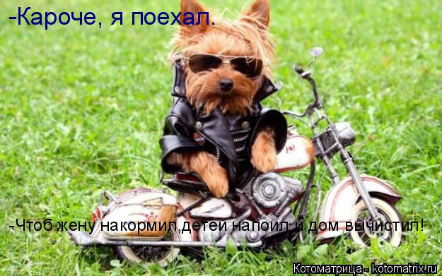 Котоматрица: -Кароче, я поехал. -Чтоб жену накормил,детей напоил и дом вычистил!