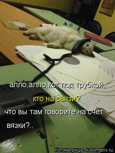 алло,алло,кот под трубкой, кто на связи? что вы там говорите на счёт вязки?..... Котоматрица: алло,алло,кот под трубкой, кто на связи? что вы там говорите на счёт вязки?..